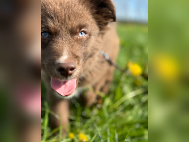 Mini Australian Shepherd