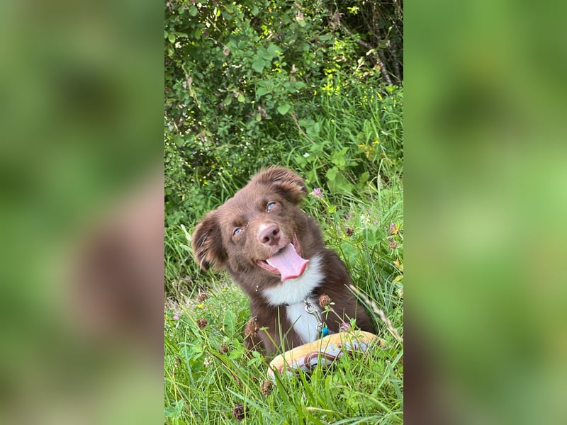 Mini Australian Shepherd