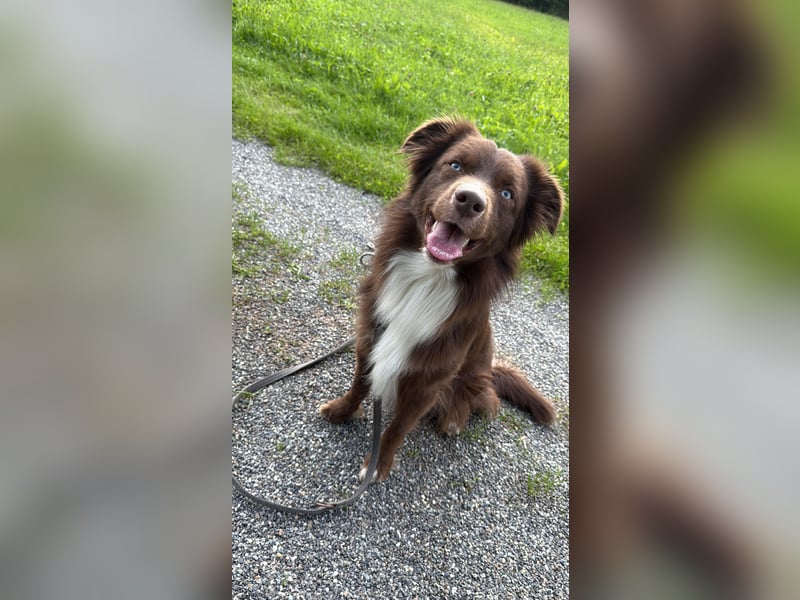 Mini Australian Shepherd