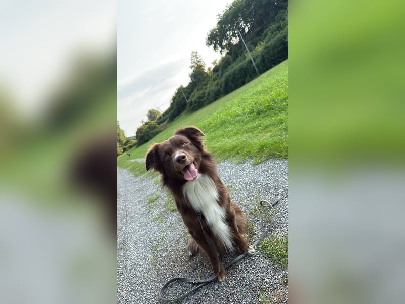 Mini Australian Shepherd