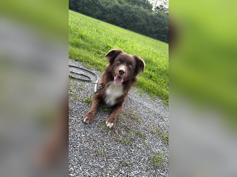 Mini Australian Shepherd