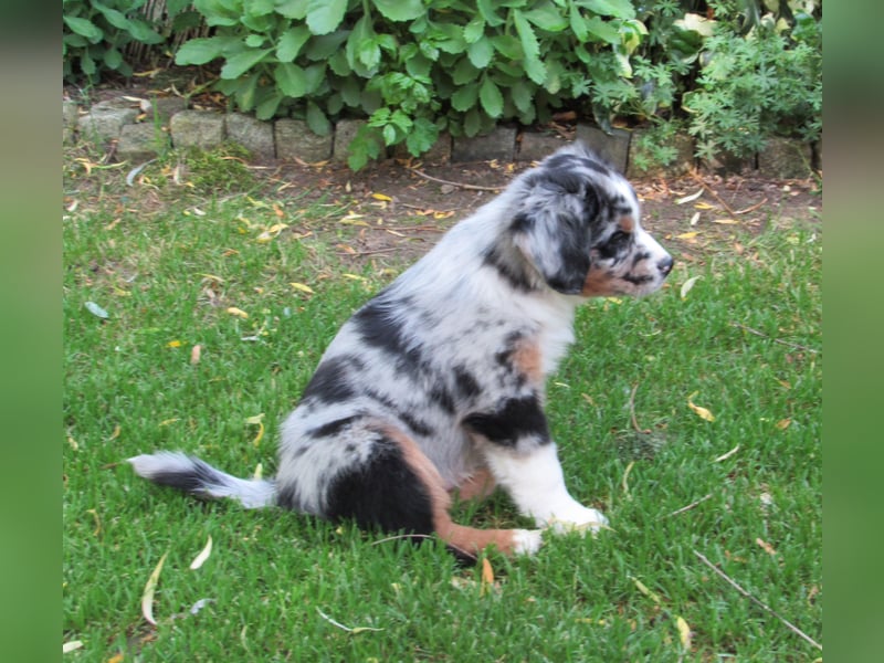 Mini Aussie Welpen Miniatur Australian Shepherd Welpen Welpe
