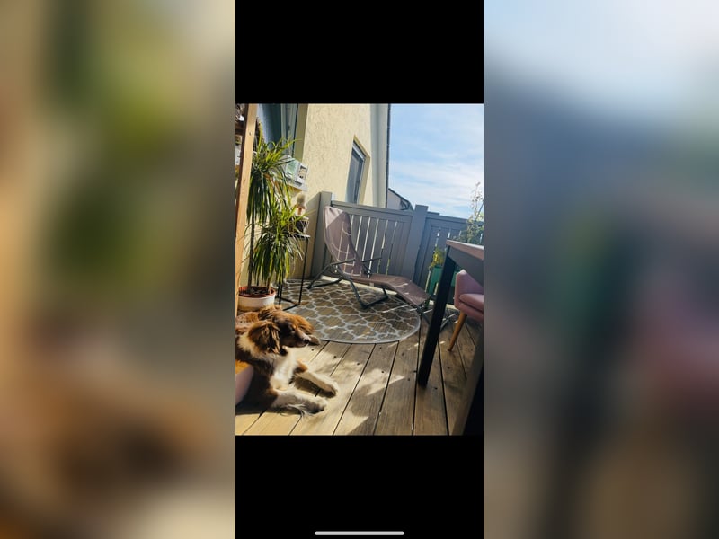 Amy - Mini Australian Shepherd Mini Ausi kinderlieb verschmust lieb