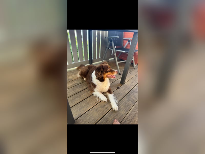 Amy - Mini Australian Shepherd Mini Ausi kinderlieb verschmust lieb