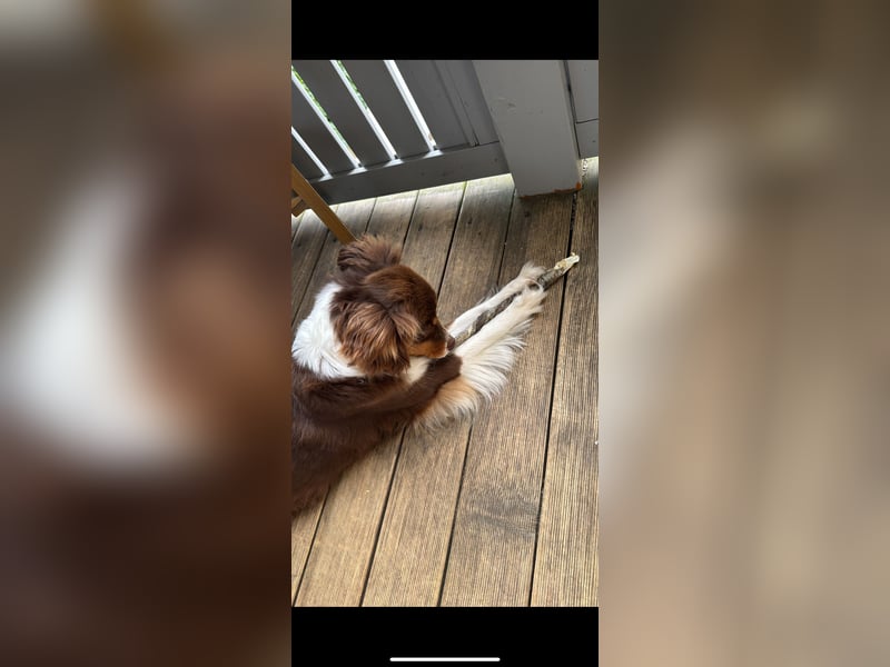 Amy - Mini Australian Shepherd Mini Ausi kinderlieb verschmust lieb