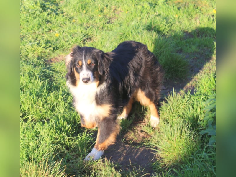 Traumhafte Miniature Australian Shepherd Junghunde ohne Abstammungsnacchweis.