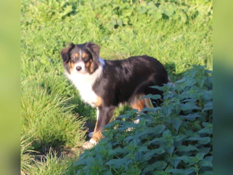 Traumhafte Miniature Australian Shepherd Junghunde ohne Abstammungsnacchweis.