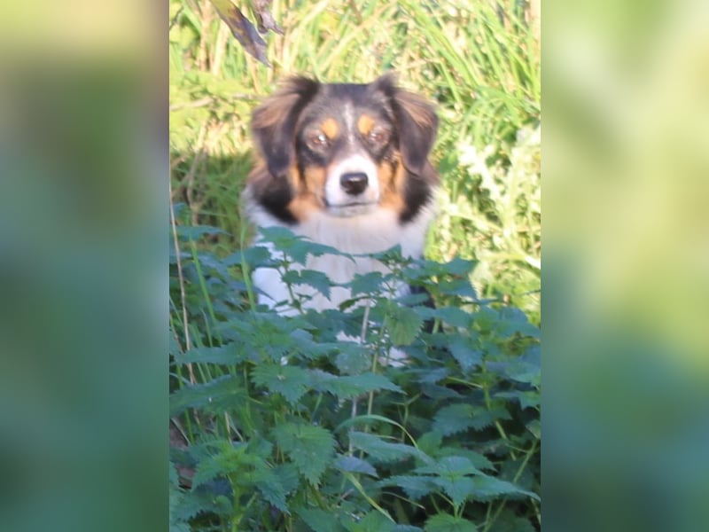 Traumhafte Miniature Australian Shepherd Junghunde ohne Abstammungsnacchweis.