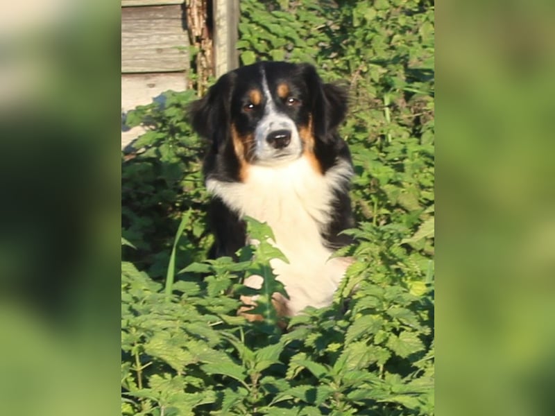 Traumhafte Miniature Australian Shepherd Junghunde ohne Abstammungsnacchweis.