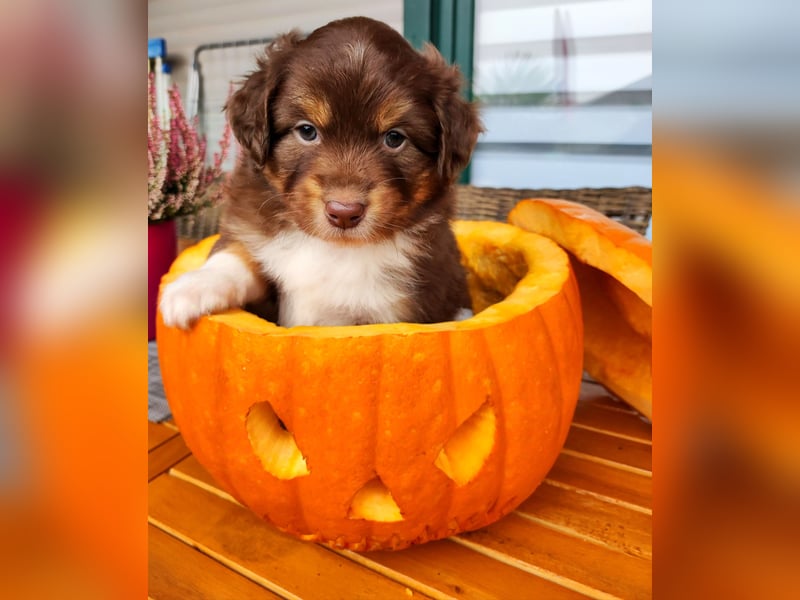 Mini Aussies vom Mühlbachtal Miniatur Australien Shepherd