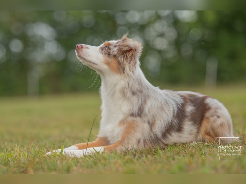 Mini Aussies vom Mühlbachtal Miniatur Australien Shepherd