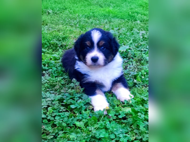 Mini Aussies vom Mühlbachtal Miniatur Australien Shepherd