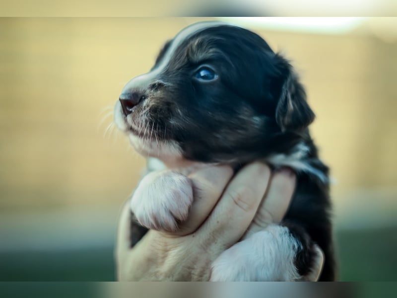 Mini Aussies vom Mühlbachtal Miniatur Australien Shepherd