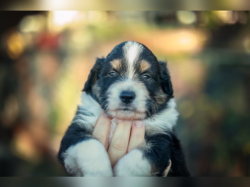 Mini Aussies vom Mühlbachtal Miniatur Australien Shepherd