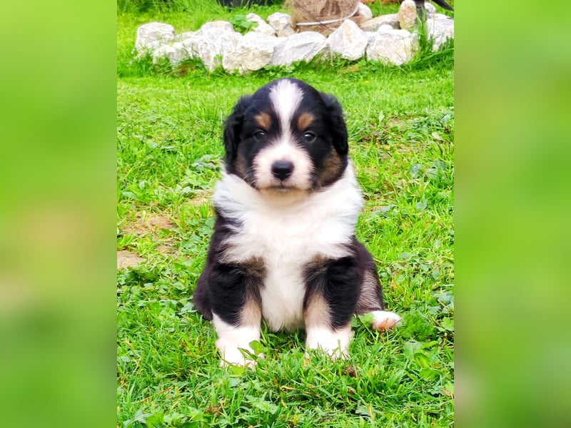 Mini Aussies vom Mühlbachtal Miniatur Australien Shepherd