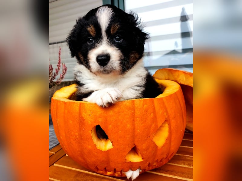 Mini Aussies vom Mühlbachtal Miniatur Australien Shepherd