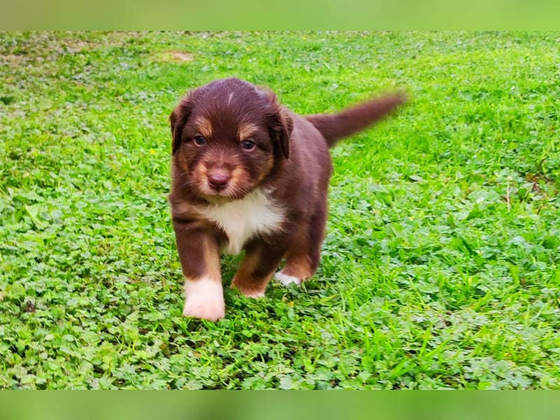 Mini Aussies vom Mühlbachtal Miniatur Australien Shepherd