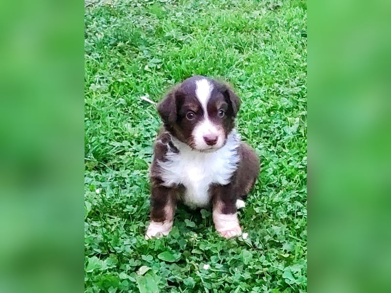 Mini Aussies vom Mühlbachtal Miniatur Australien Shepherd