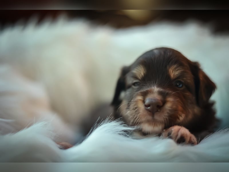 Mini Aussies vom Mühlbachtal Miniatur Australien Shepherd