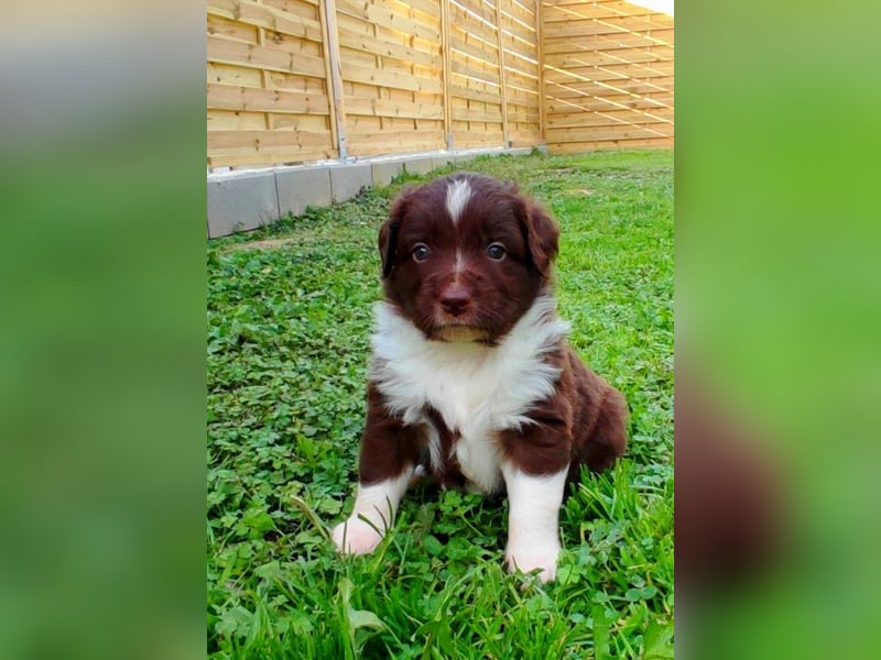 Mini Aussies vom Mühlbachtal Miniatur Australien Shepherd