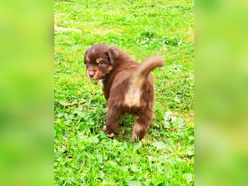 Mini Aussies vom Mühlbachtal Miniatur Australien Shepherd