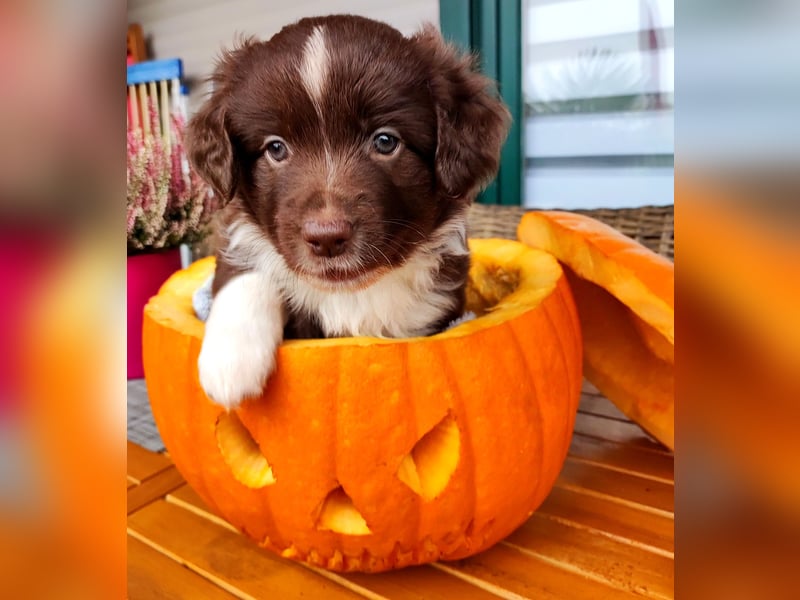 Mini Aussies vom Mühlbachtal Miniatur Australien Shepherd