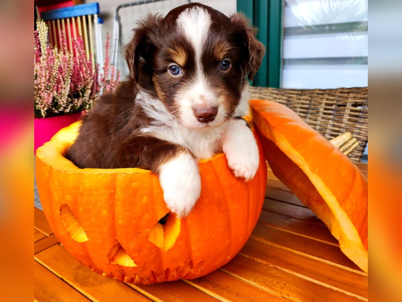 Mini Aussies vom Mühlbachtal Miniatur Australien Shepherd