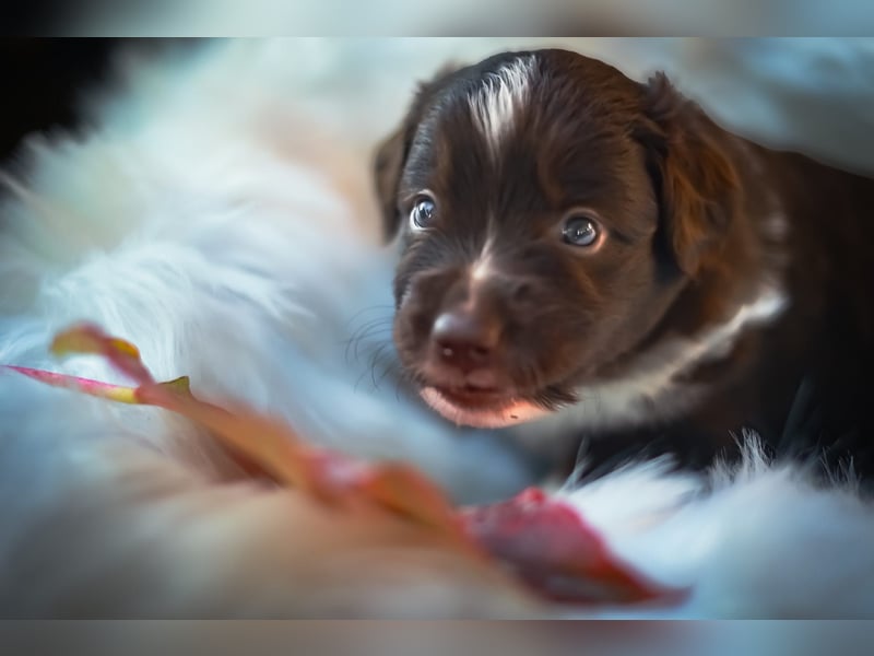 Mini Aussies vom Mühlbachtal Miniatur Australien Shepherd