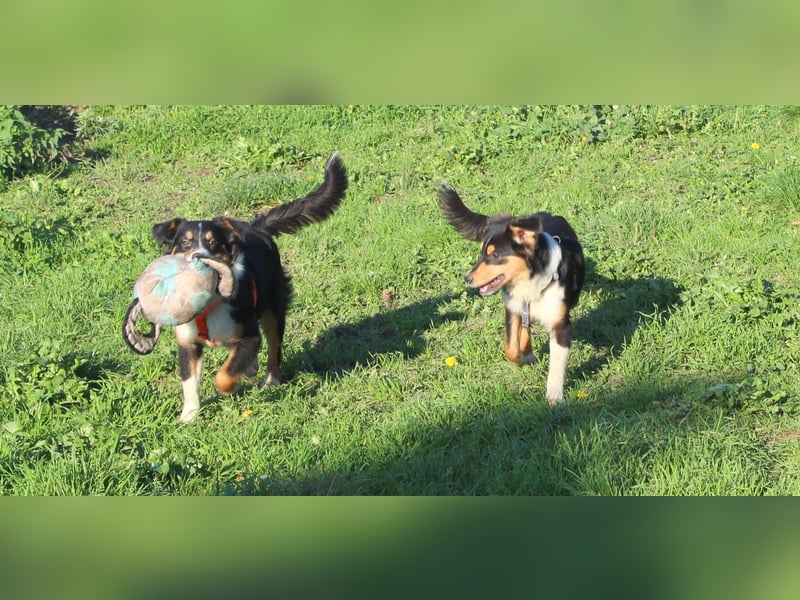 Miniature Australian Shepherd Welpen aus liebevoller Hausaufzucht ohne Abstammungsnachweis.