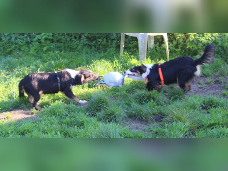 Miniature Australian Shepherd Welpen aus liebevoller Hausaufzucht ohne Abstammungsnachweis.