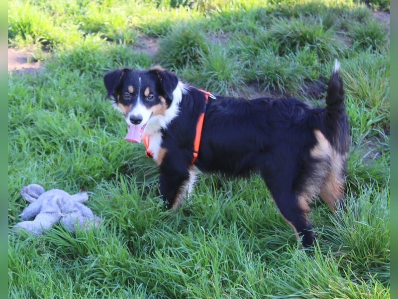 Miniature Australian Shepherd Welpen aus liebevoller Hausaufzucht ohne Abstammungsnachweis.