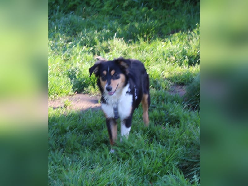 Miniature Australian Shepherd Welpen aus liebevoller Hausaufzucht ohne Abstammungsnachweis.