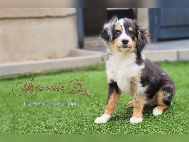 Miniature Australian Shepherd/Mini Aussie Welpen