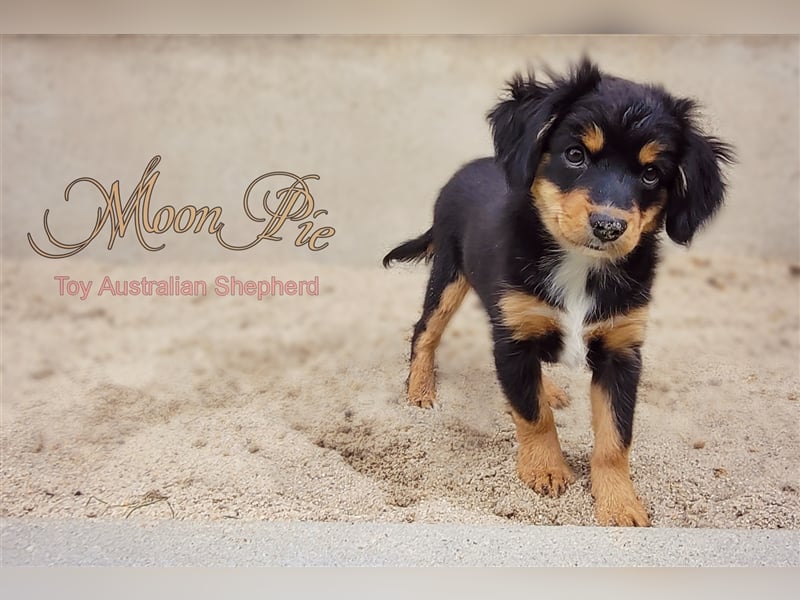 Miniature Australian Shepherd/Mini Aussie Welpen