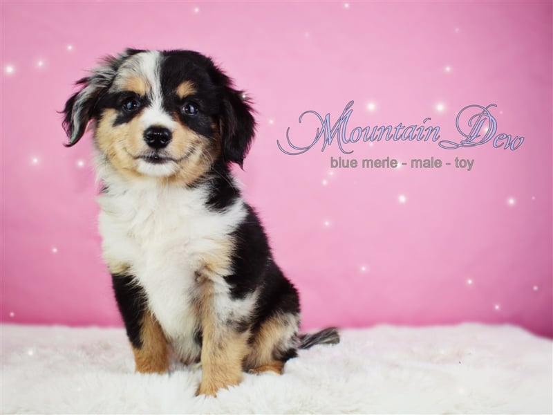 Miniature Australian Shepherd/Mini Aussie Welpen