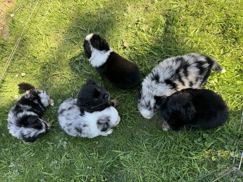 Einzigartige Mini Aussies