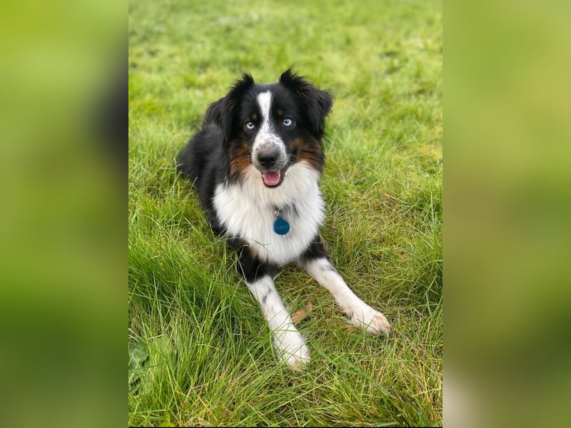 Einzigartige Mini Aussies