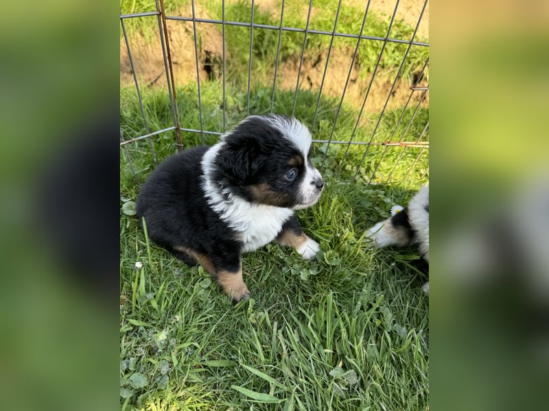 Einzigartige Mini Aussies