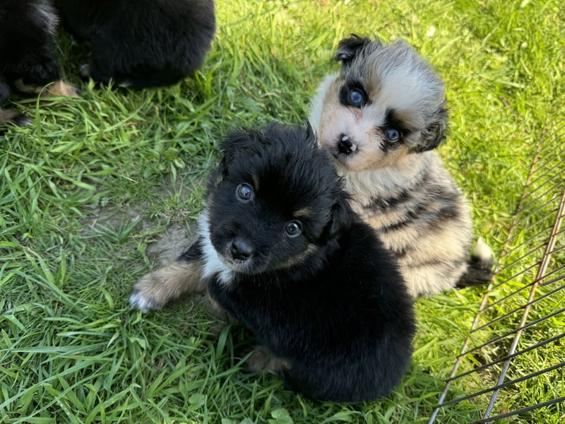 Einzigartige Mini Aussies