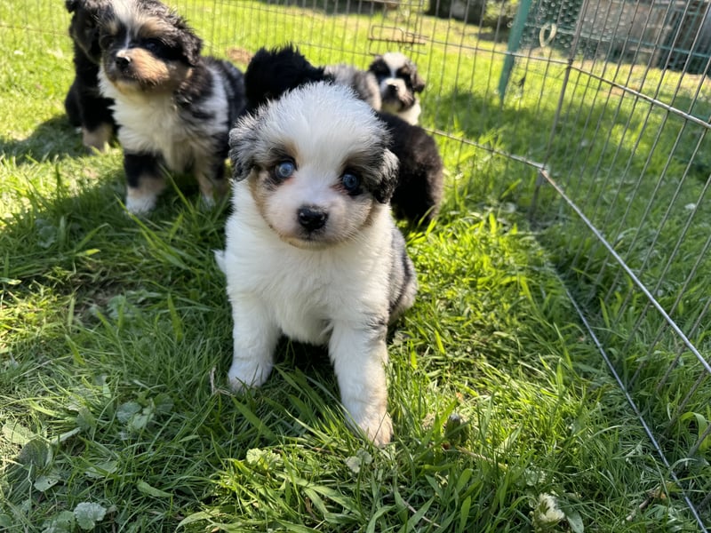 Einzigartige Mini Aussies
