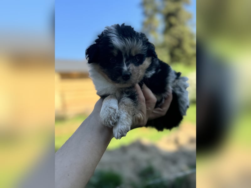 Einzigartige Mini Aussies