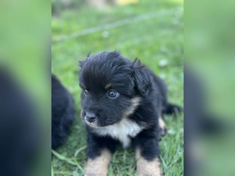 Einzigartige Mini Aussies
