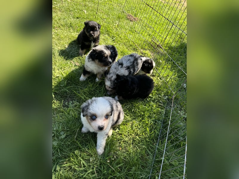 Einzigartige Mini Aussies