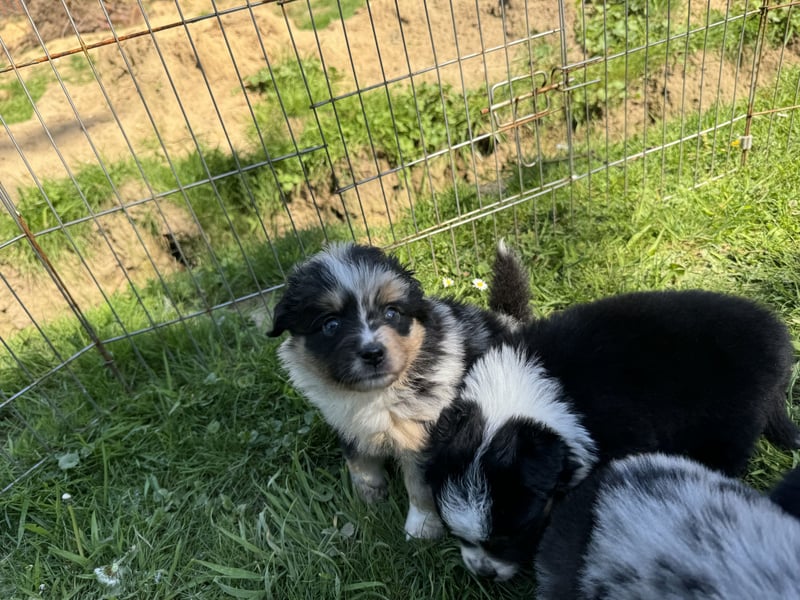 Einzigartige Mini Aussies