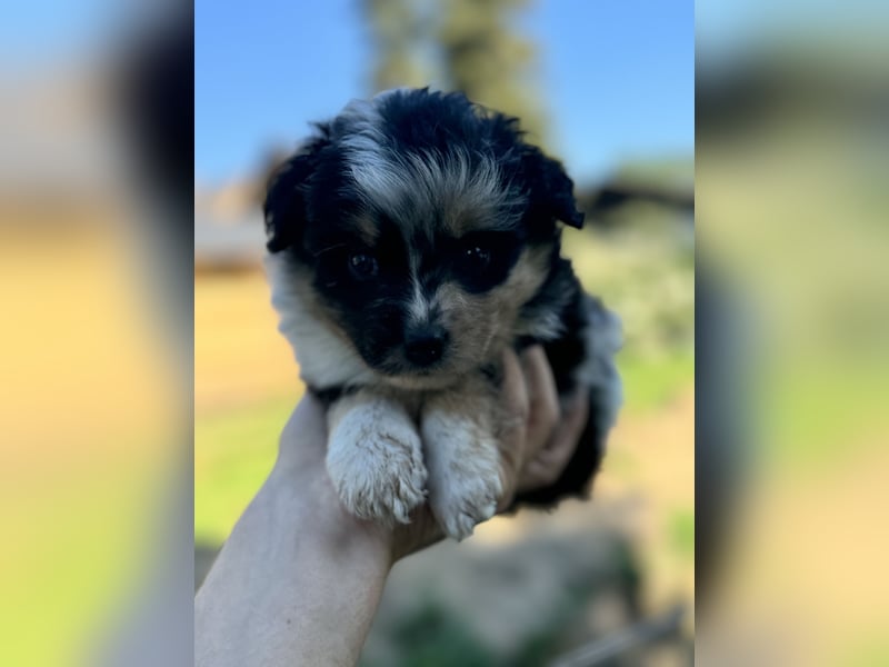 Einzigartige Mini Aussies