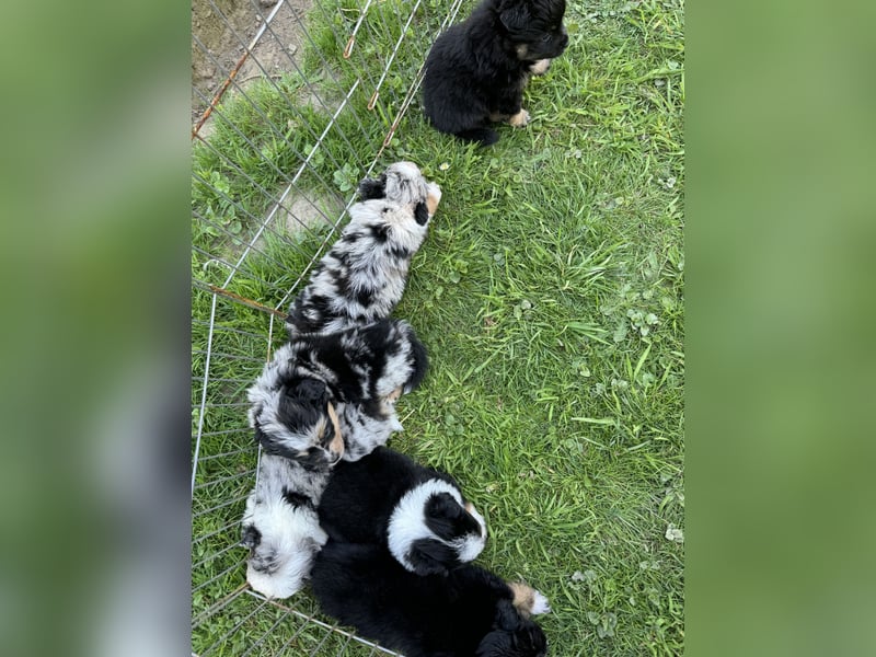 Einzigartige Mini Aussies