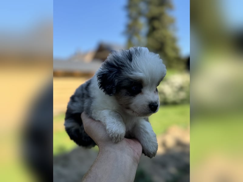 Einzigartige Mini Aussies