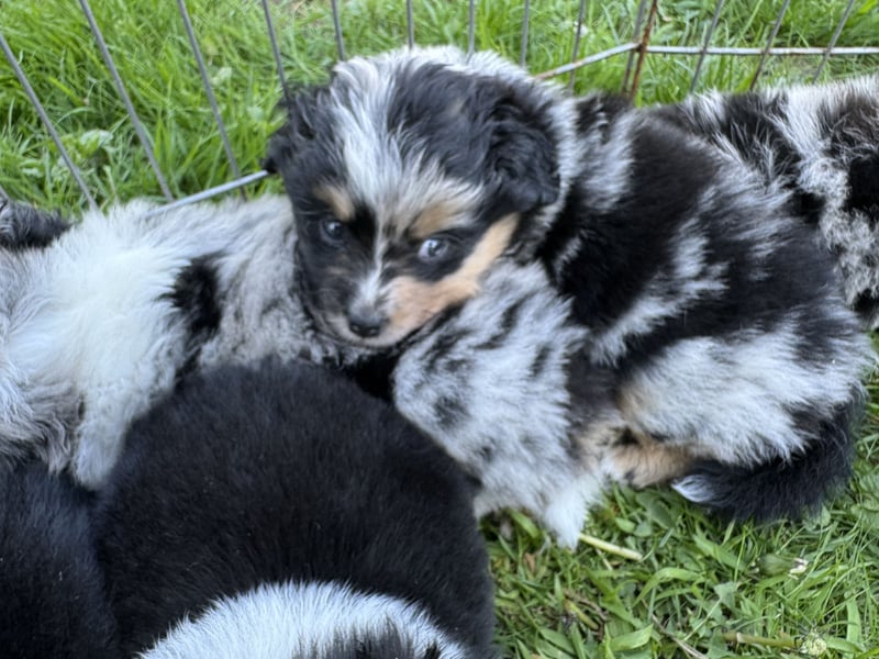 Einzigartige Mini Aussies