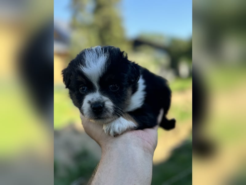 Einzigartige Mini Aussies