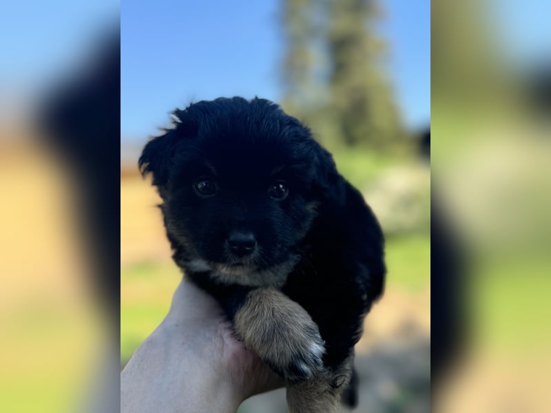 Einzigartige Mini Aussies